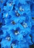 25. Flower in blue.jpg