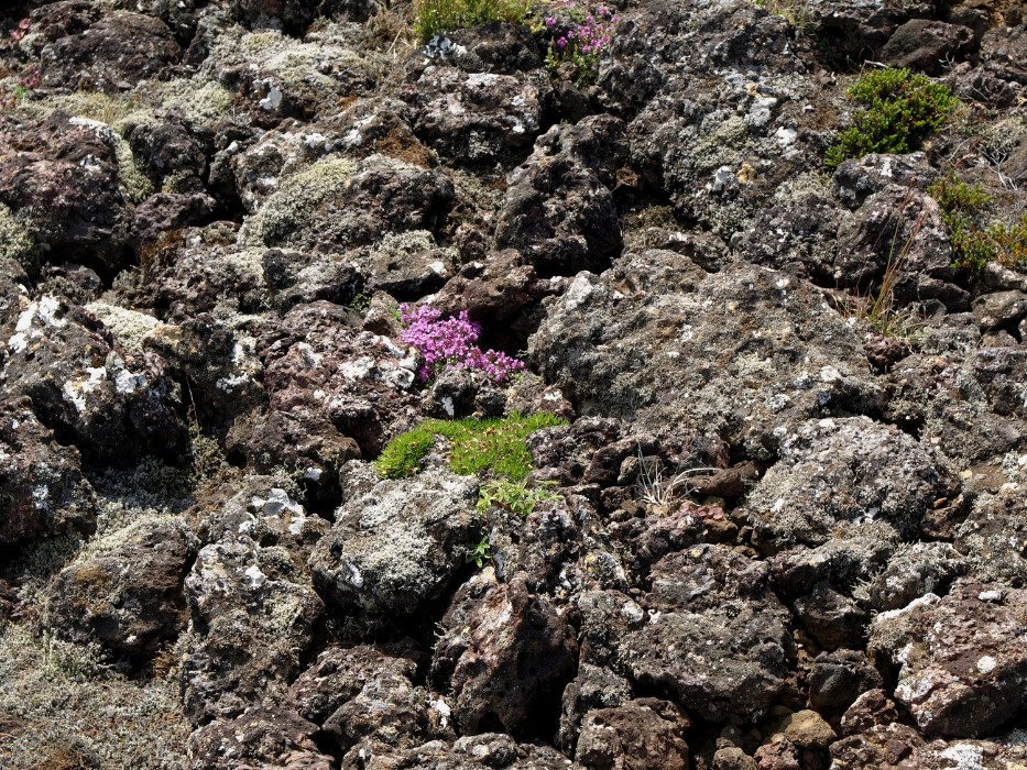 A Kerid vulkán kőzetei + virága